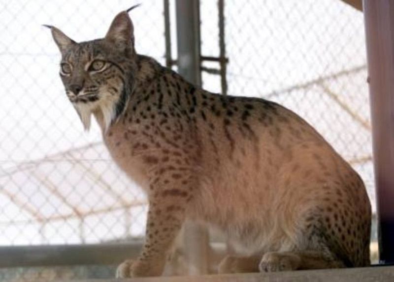 Muere con 13 años 'Esperanza', la primera lince criada por humanos