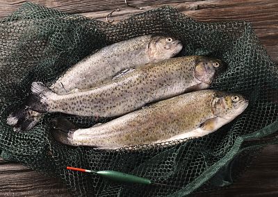 Descubren en peces células resistentes a infecciones víricas