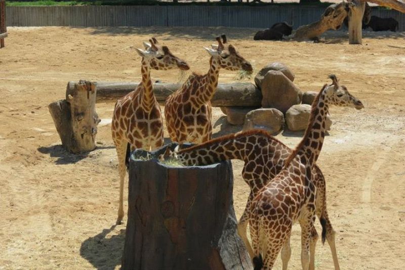 Nace una jirafa de 60 kilos y 1,7 metros en el Zoo de Madrid