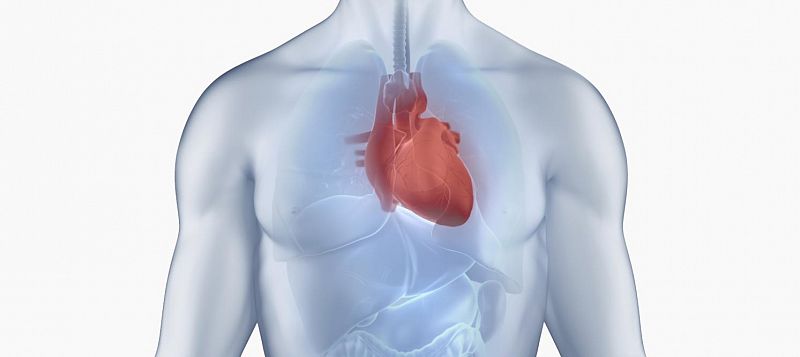 Identifican el primer gen relacionado con la miocardiopatía dilatada infantil