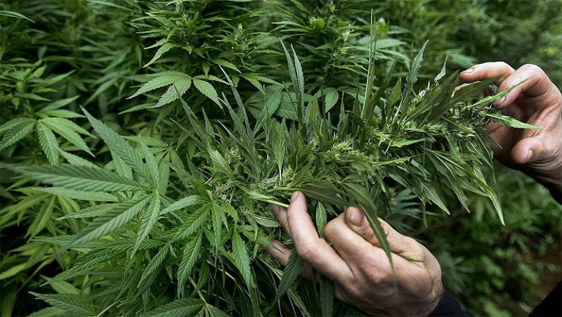 Uruguay presenta la ley que permitirá la venta legal y controlada de marihuana en farmacias