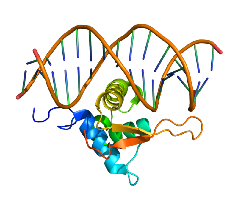 Identifican dos nuevos genes implicados  en el cáncer de próstata más agresivo