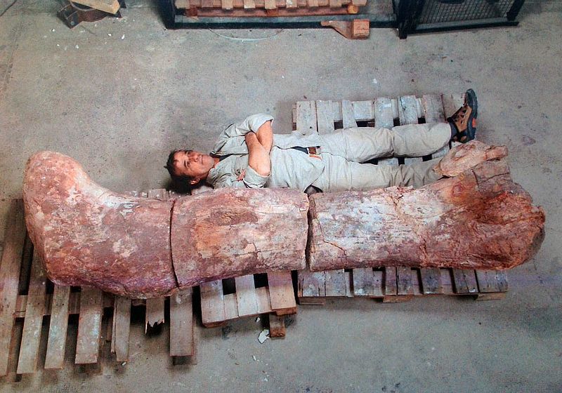 Un trabajador rural descubre en Argentina los restos del dinosaurio más grande del mundo
