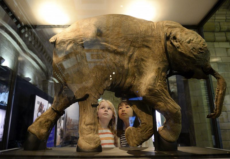 Lyuba, una cría de mamut intacta de 42.000 años, llega a Londres