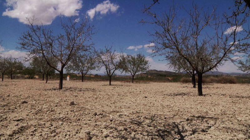 La sequía que asola el Levante español ya ha acabado con el 20% del cultivo de almendro