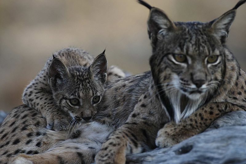 La muerte de los conejos por un virus hemorrágico, principal problema del lince ibérico