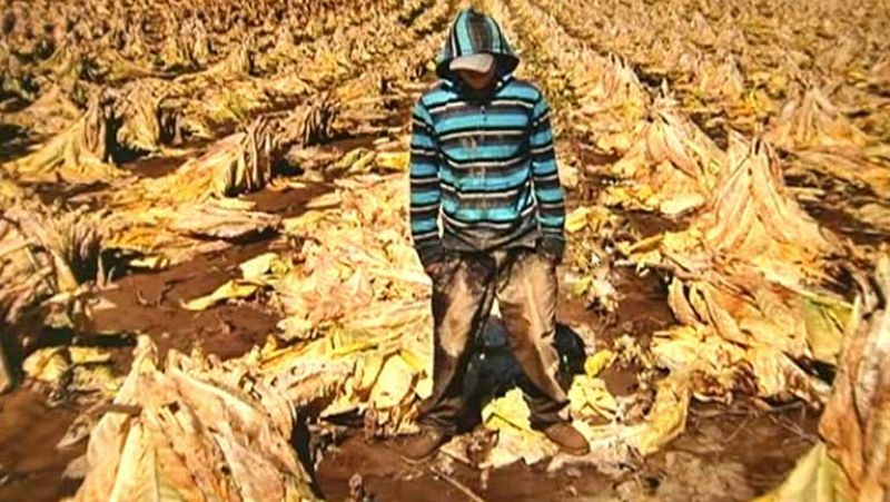 Plantaciones de tabaco en EE.UU., explotación infantil en el primer mundo