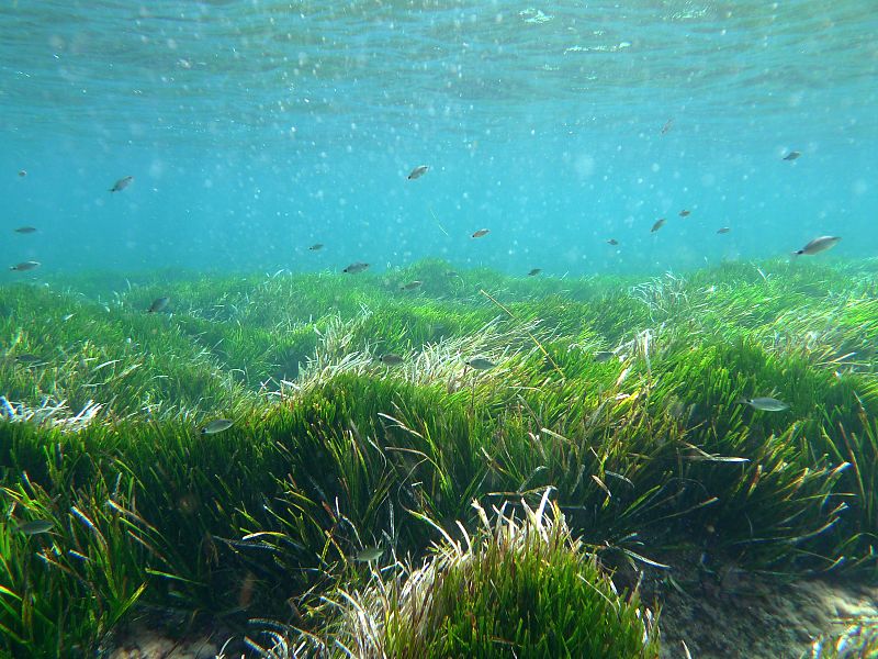 La 'Posidonia oceanica' lleva medio siglo retrocediendo en el Mediterráneo, según el CSIC
