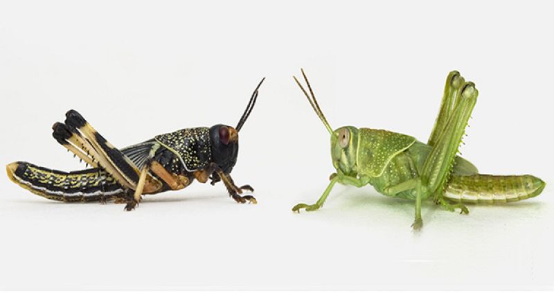 La destructiva doble vida del saltamontes