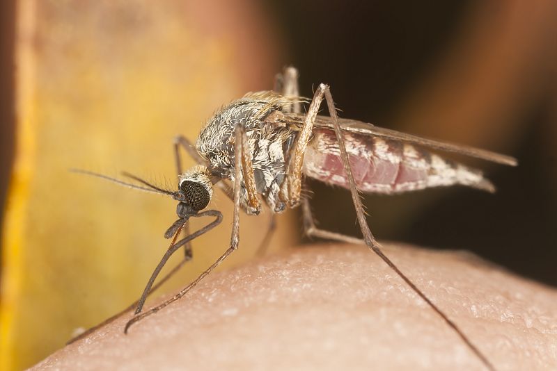 Mosquitos macho contra la malaria