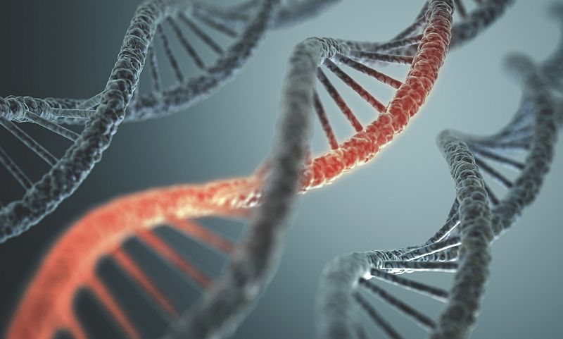 Un estudio reduce el genoma humano a 19.000 genes, 1.700 menos de lo que se estimaba