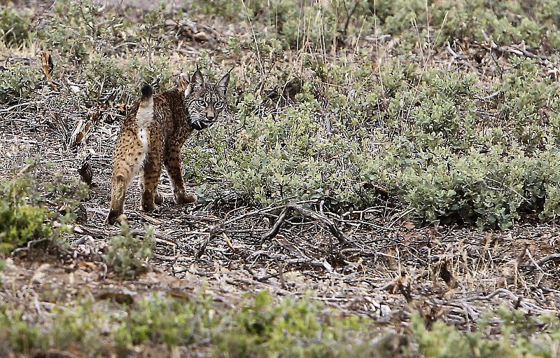 El lince, a la conquista de los montes extremeños y manchegos después de quince años