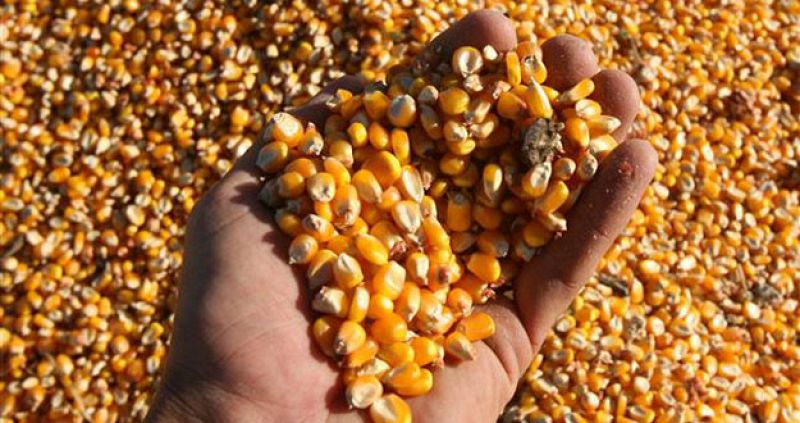 Bruselas impone aranceles a las importaciones de cereales ante la caída de los precios mundiales