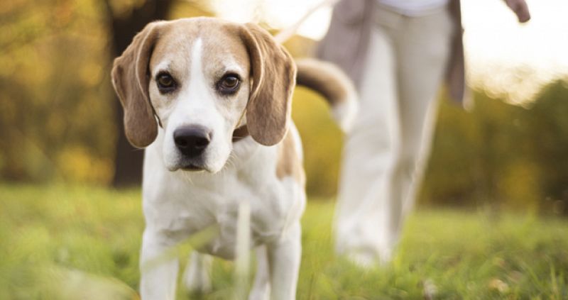 Los perros tienen celos de otras mascotas como forma de protección ante rivales