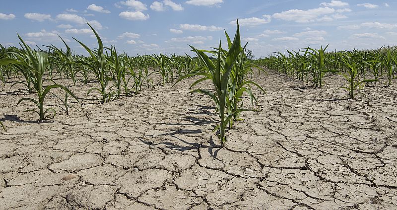 Los microorganismos de suelos mediterráneos son muy resistentes al cambio climático