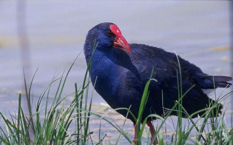 El Parque Nacional de Doñana, 45 años y el reto de resolver el problema del agua