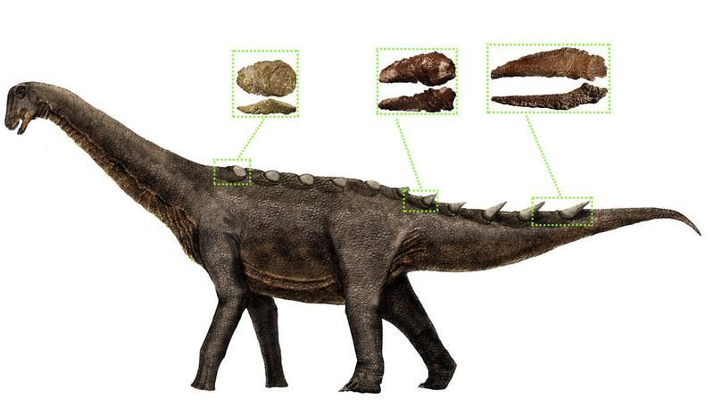 Reconstruyen la armadura dérmica de los últimos dinosaurios gigantes con fósiles de Cuenca