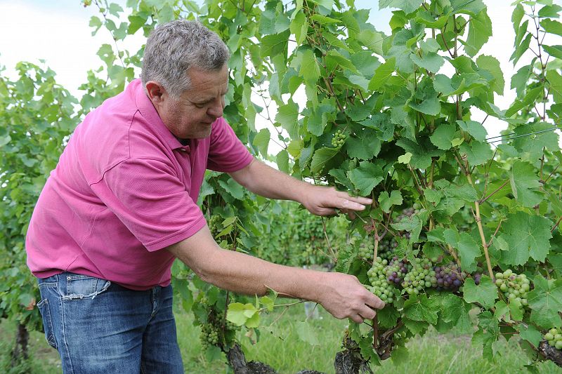 Bruselas destinará 125 millones para compensar a productores hortofrutícolas por el veto ruso