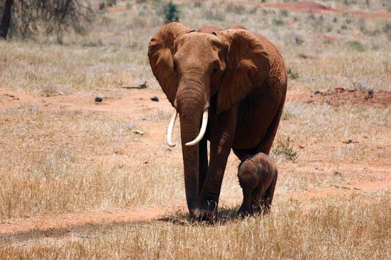 La población de elefantes africanos cae de media un 2% desde 2010 por la caza furtiva