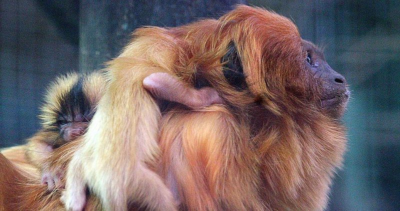 Nacen unos gemelos de la especie primate tití dorado en el zoo de Santillana del Mar