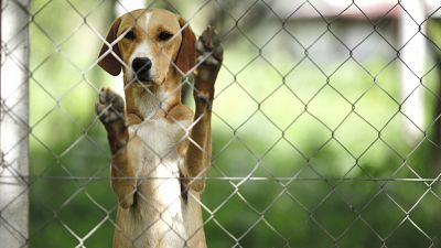 Los abandonos de animales domésticos se disparan en España durante los meses de confinamiento