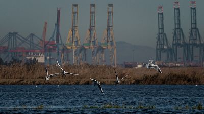 Las claves de la ampliación del Puerto de Valencia: ¿por qué es polémica? ¿qué impacto económico tendrá?