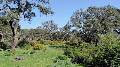 Los bosques andaluces han crecido en las últimas tres décadas.