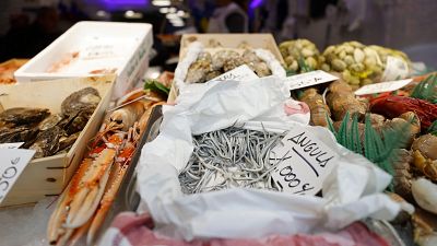 La anguila, un "espectáculo de la naturaleza" al borde del abismo: "Es como si nos comiéramos al lince ibérico"