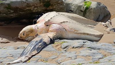 Aparece un ejemplar de la tortuga más grande del mundo en Cantabria