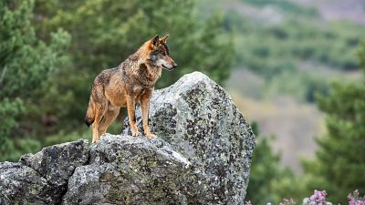 Aprobada la propuesta de la Unión Europea para rebajar la protección internacional del lobo