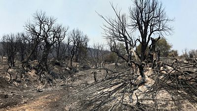 Asciende a 69 la cifra de muertos por los incendios en el norte de Argelia, incluidos 28 militares