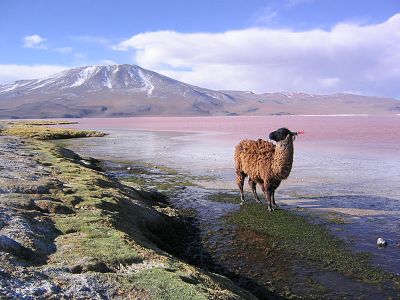 Argentina, Bolivia y Chile, en el recorrido del próximo Dakar