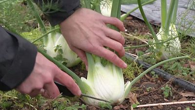 El arte de preparar una ensalada ecológica con menos de 5 ingredientes: esta es la receta paso a paso