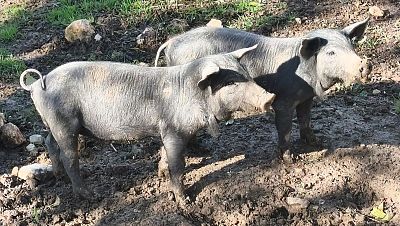 Asociaciones ganaderas confirman el inicio del sacrificio de cerdos sanos de las granjas cerca del foco de la peste porcina