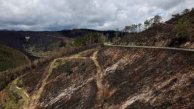 La lluvia ayuda a controlar el fuego en Asturias tras arder 11.000 hectáreas: "Son terroristas medioambientales"