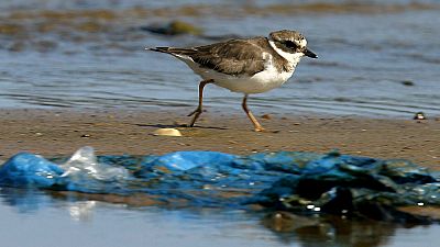 Las aves marinas comen plástico porque su olfato lo confunde con alimento