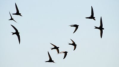 Las aves migratorias se vuelven más pequeñas por las altas temperaturas