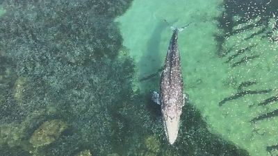 Hallada un ballena gris enferma en la bahía de Santa Ponça de Mallorca