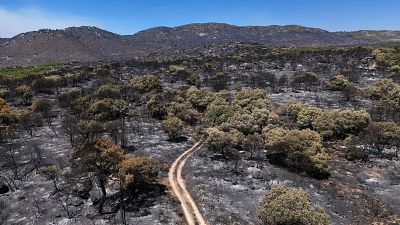 El fuego da un respiro en los incendios de Madrid y Ávila - Telediario 2 | Ver El fuego da un respiro en los incendios de Madrid y Ávila - Telediario 2 | Ver