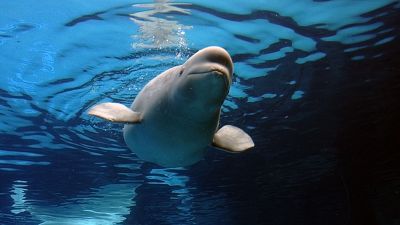 Las belugas ucranianas en Valencia no se entienden con sus compañeras porque convivieron con delfines