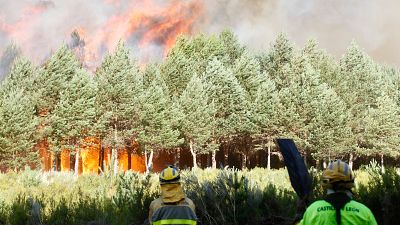 Jornadas maratonianas, falta de descanso y precariedad: bomberos forestales denuncian condiciones "abusivas"