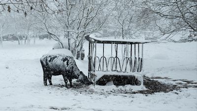 La borrasca Ingrid cubre de Blanco media España: las mejores imágenes