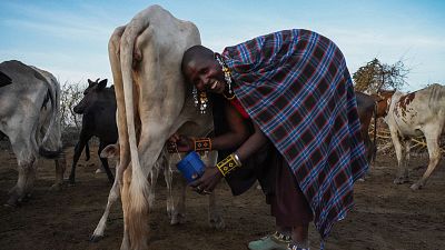 Mujer ordeñando una vaca en un campo, usando un cubo azul. Viste ropa sencilla y se observa un entorno rural. Mujer ordeñando una vaca en un campo, usando un cubo azul. Viste ropa sencilla y se observa un entorno rural.