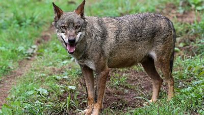 Bruselas propone rebajar la protección del lobo por el aumento de su población y los ataques al ganado