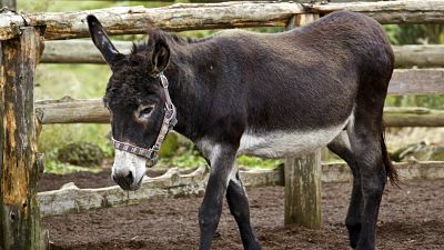 Los burros, unos animales inteligentes y sensibles, a los que hay que proteger