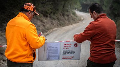 La caça de porc senglar, una mesura clau per contenir la pesta porcina africana