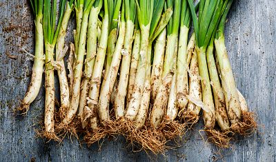 Una buena calçotada requiere... ¡de los mejores calçots del huerto!