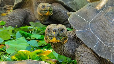 El calentamiento global podría alterar las migraciones de las tortugas gigantes de las Galápagos