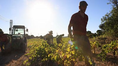 El cambio climático, una realidad "innegable" que modifica la vendimia: "Afecta a la cantidad y a la calidad de la uva"