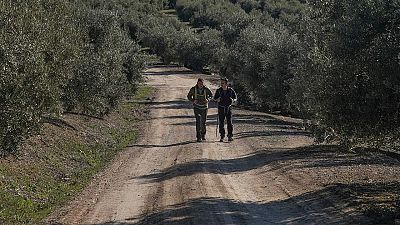 Entre Úbeda y Baeza, el camino entre olivos que hacía Antonio Machado
